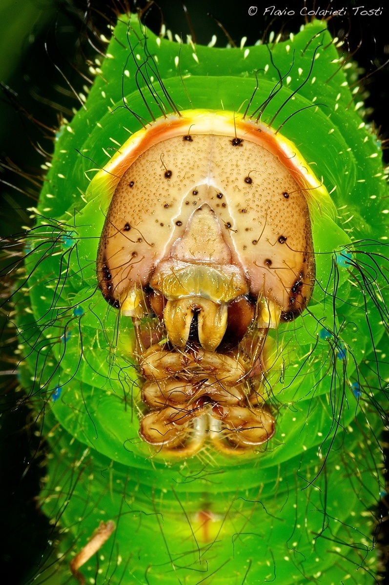 Head of caterpillar of Antherea pernyi...