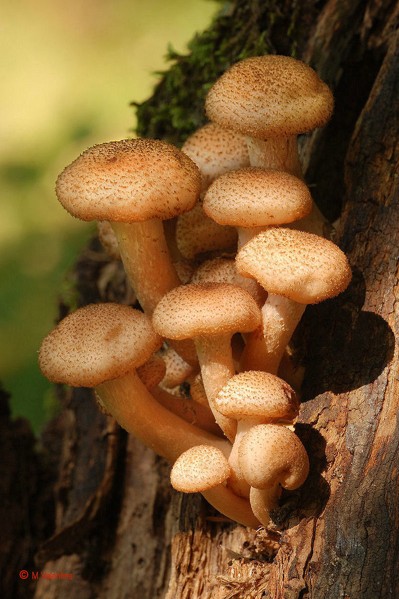 Honey Fungus - Armillaria mellea...