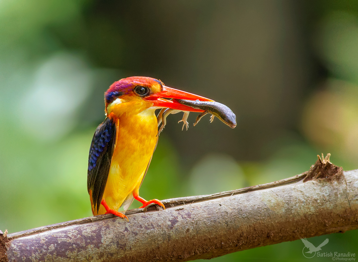 Oriental Dwarf Kingfisher.Front pose....