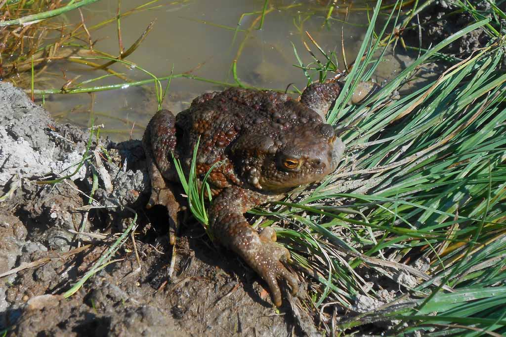 Toad...