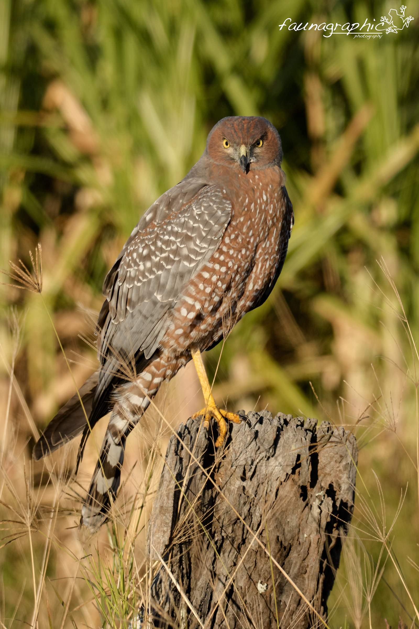 Spotted Harrier Perched...