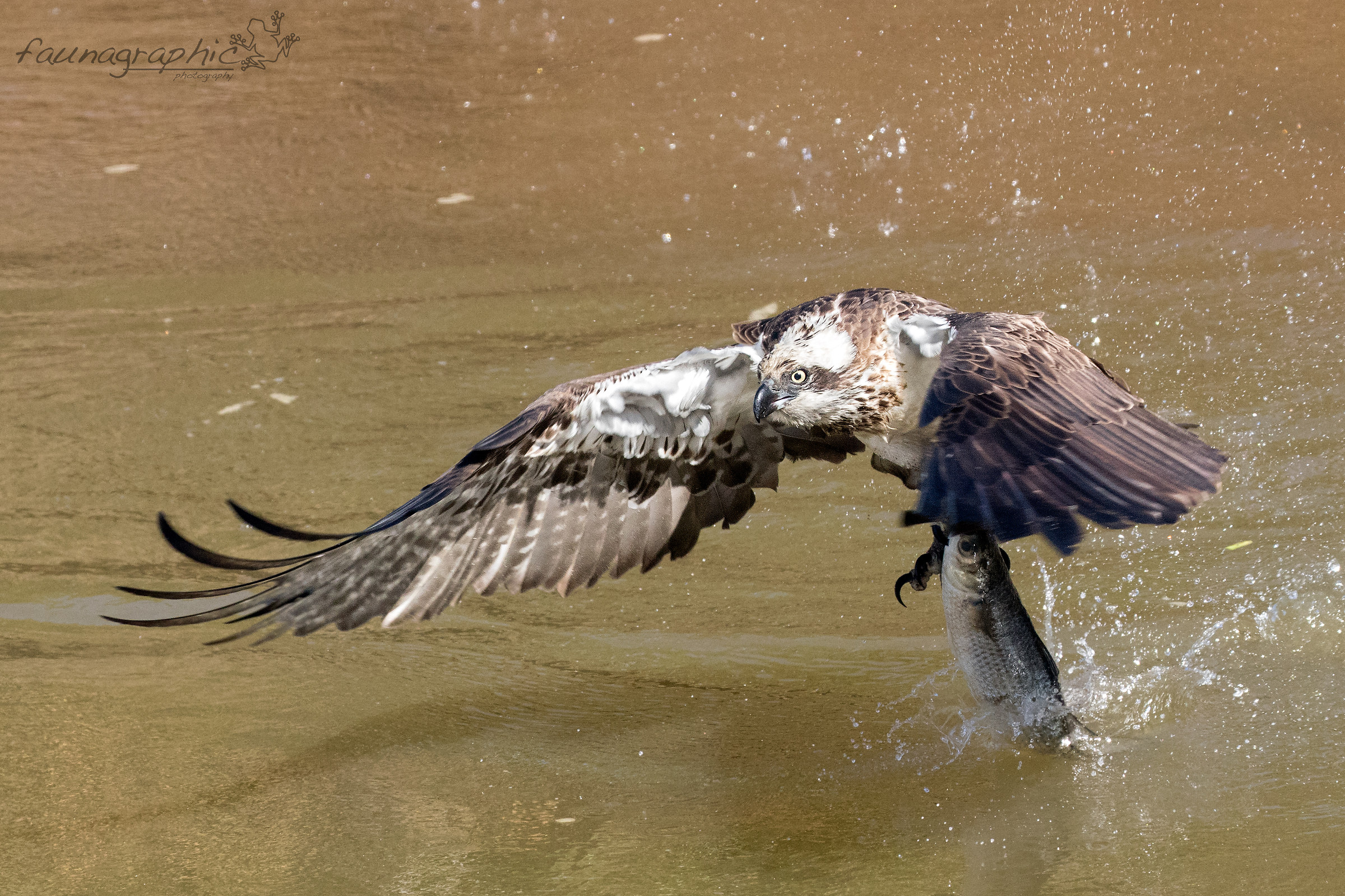 Osprey Catch...