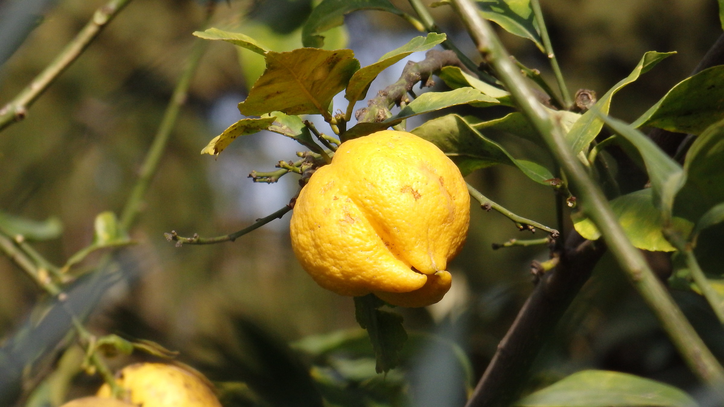 Lemon tricornuto...