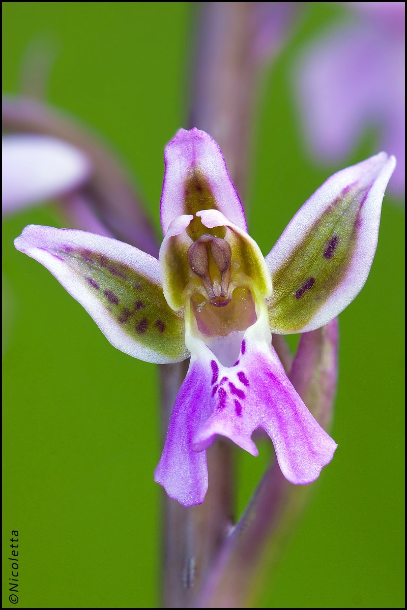 Orchis patens...