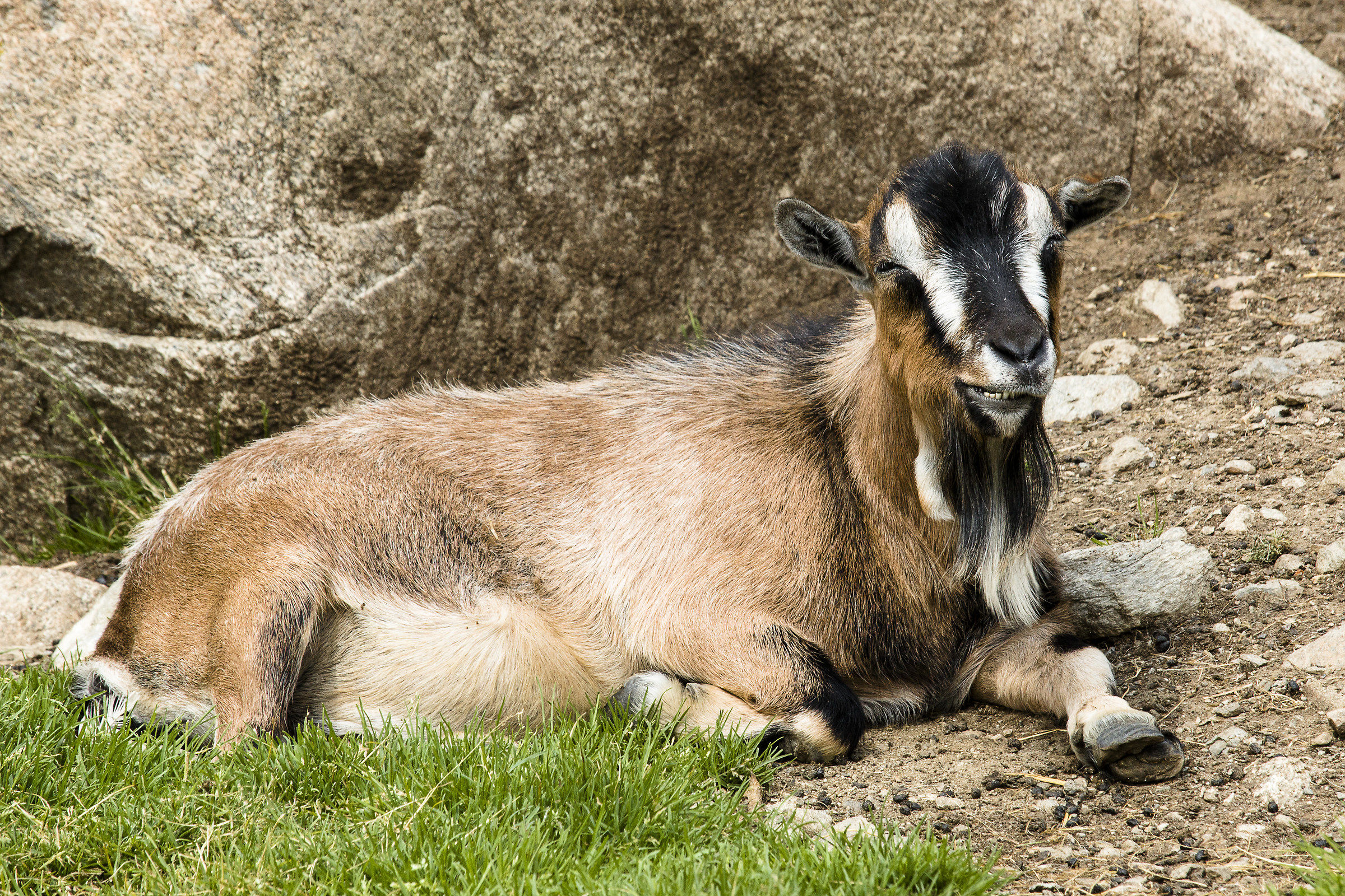 Malga Sennhutte - Happy Goat...