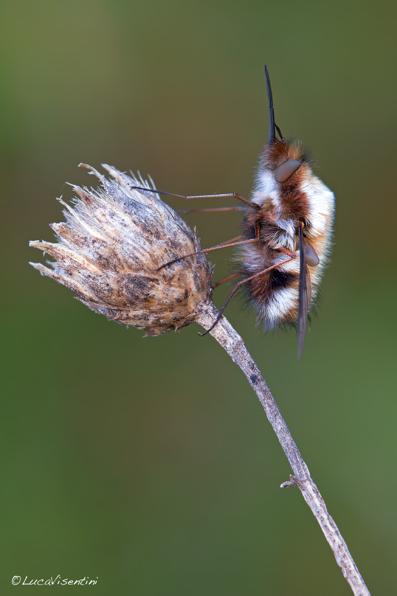 Bombylius...