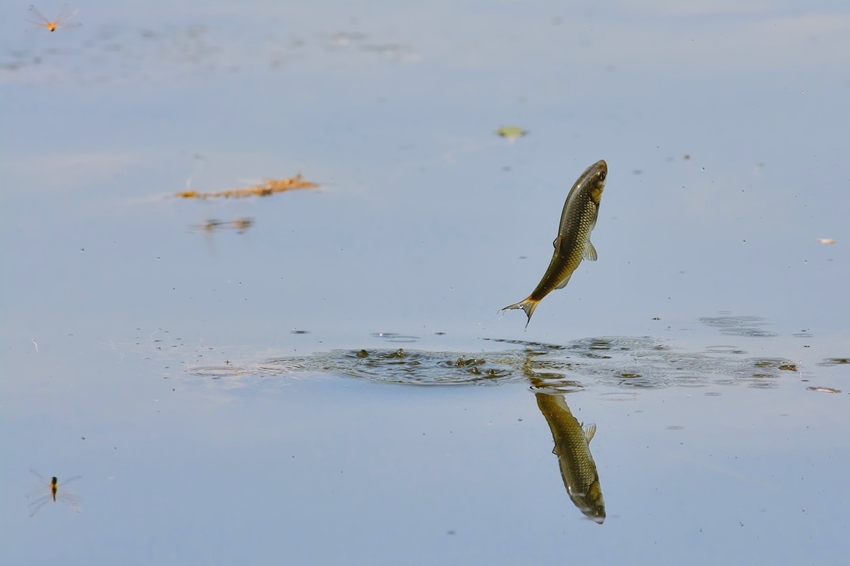 Chub chasing dragonflies....