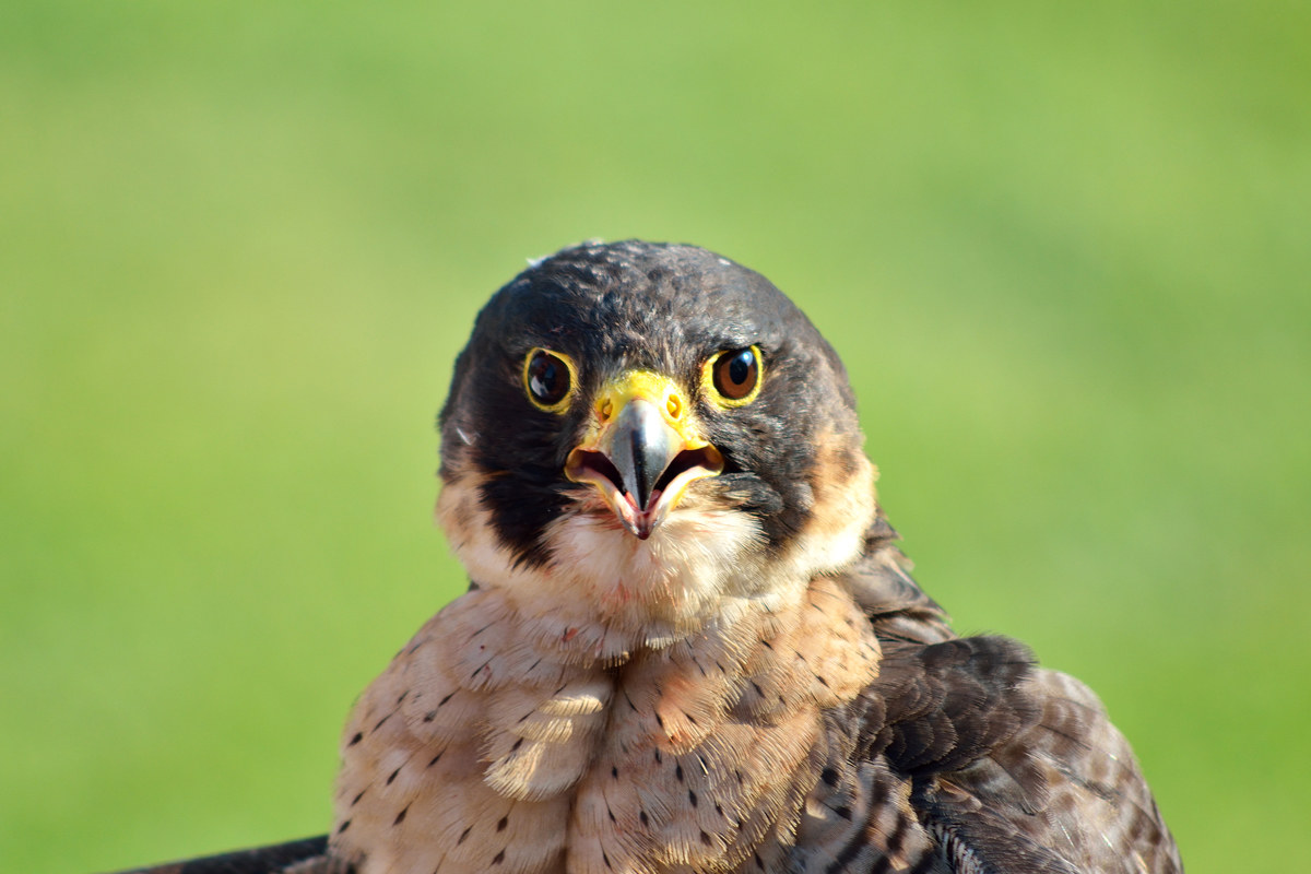Falco pellegrino - Torvajanica 20150813...