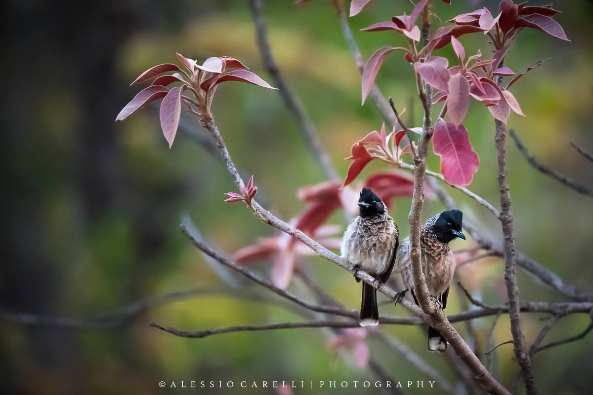 Red-vented Bulbul...
