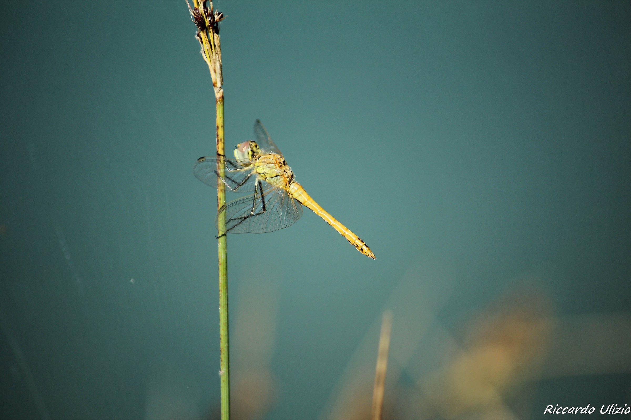 Yellow Dragonfly Lake...