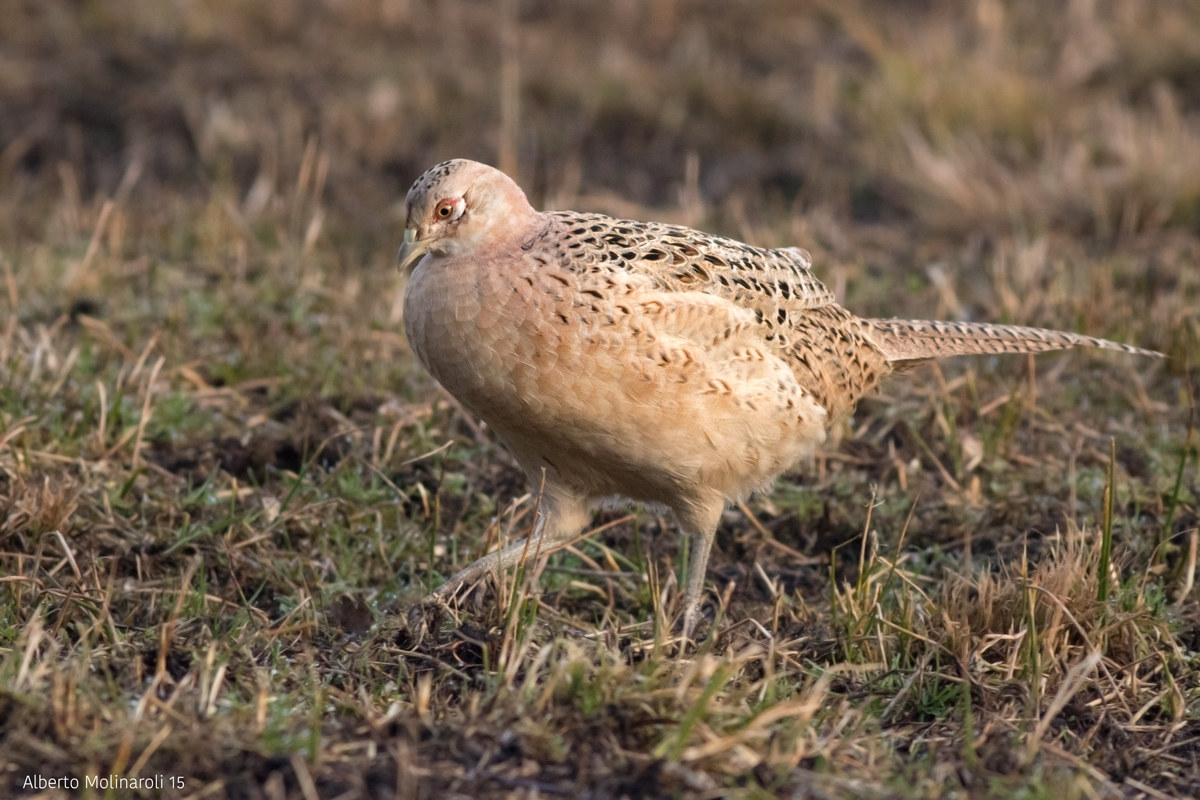 Pheasant Female...
