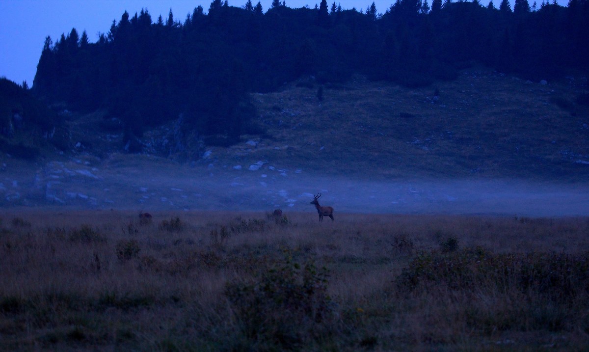 deer in the night...