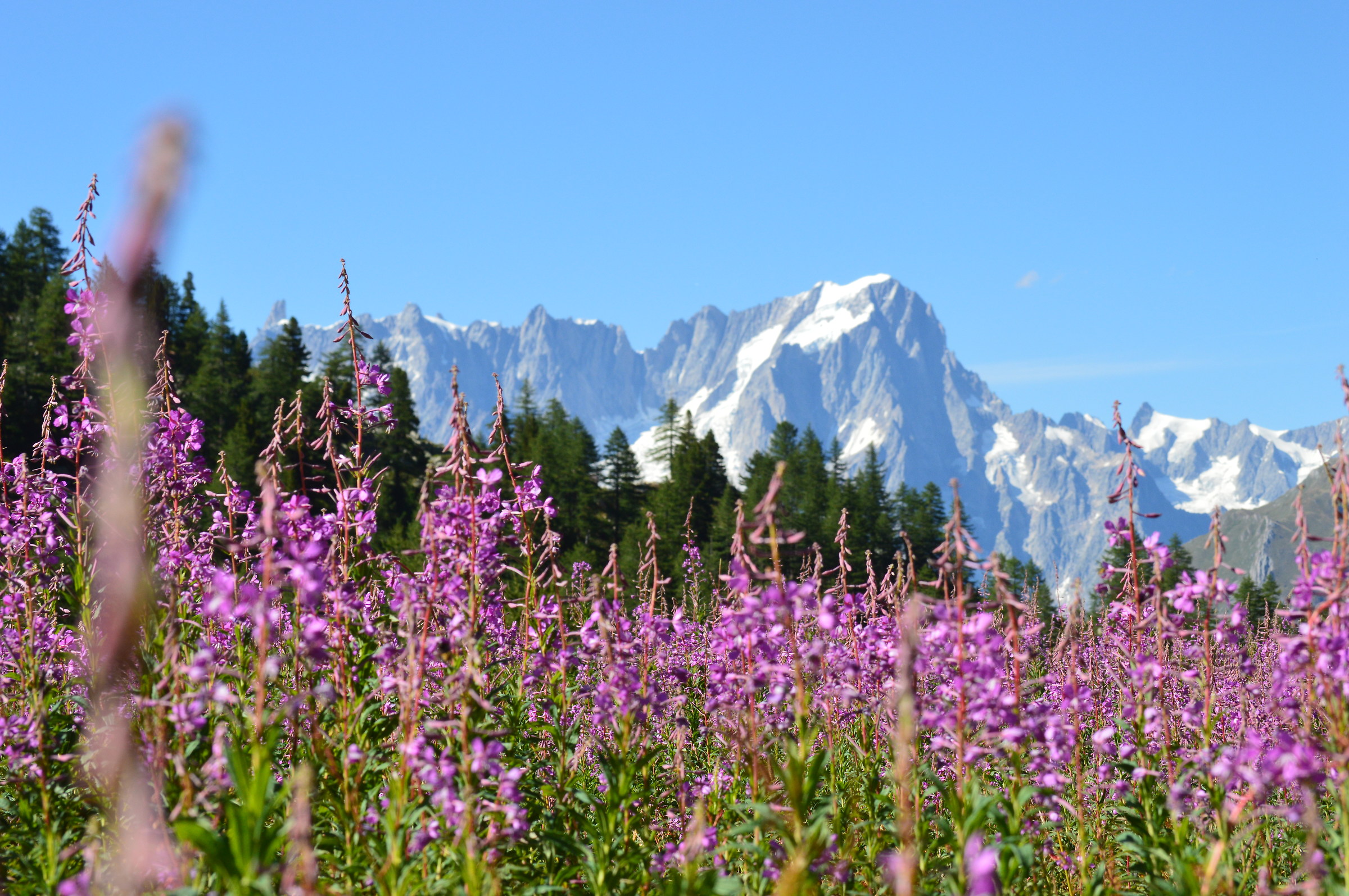 flowers and mountains...