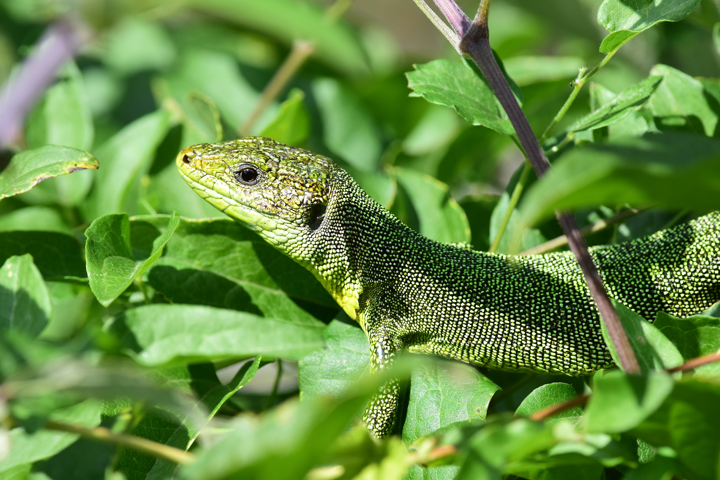 European Green Lizard (lizard)...