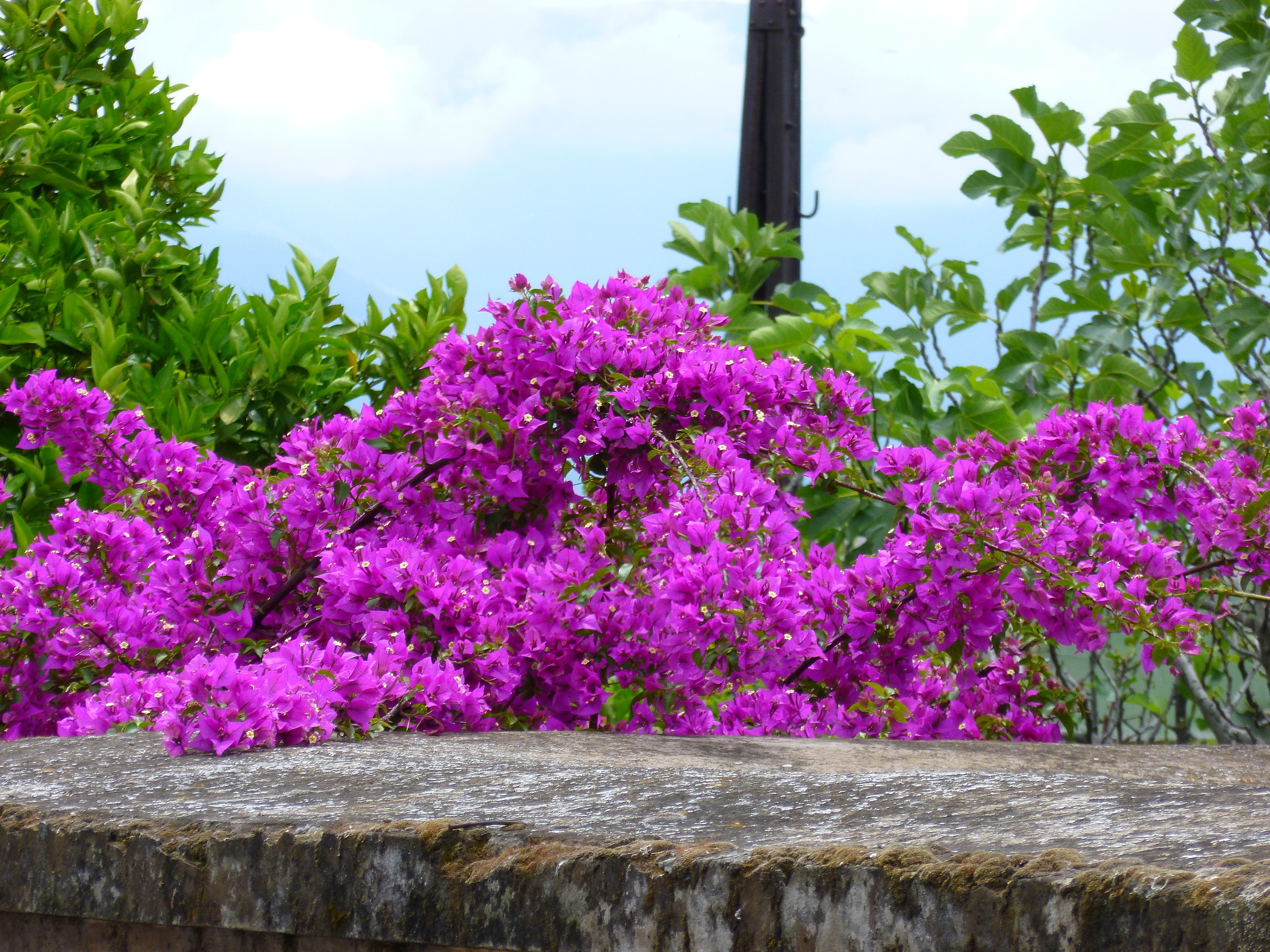 Bougainvillea in fiore...