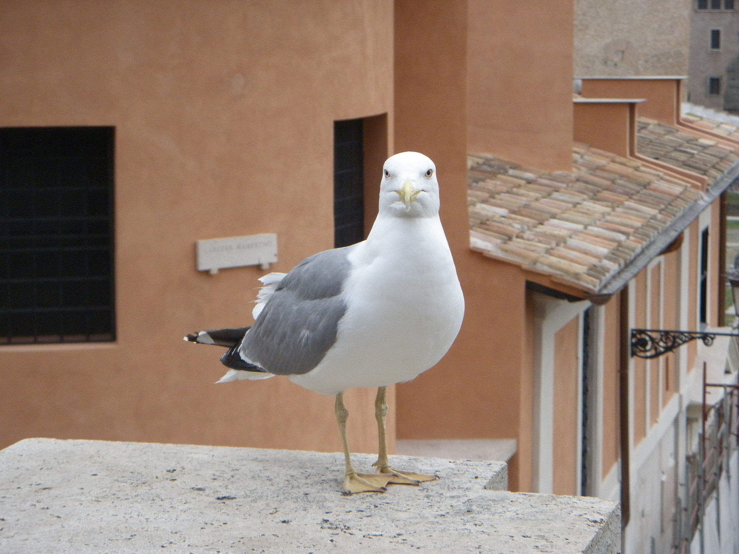 Gull posing...