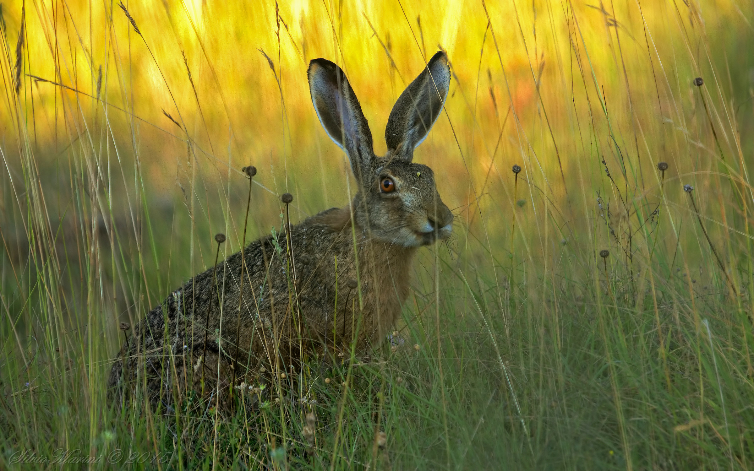 Hare (Lepus europaeus)...