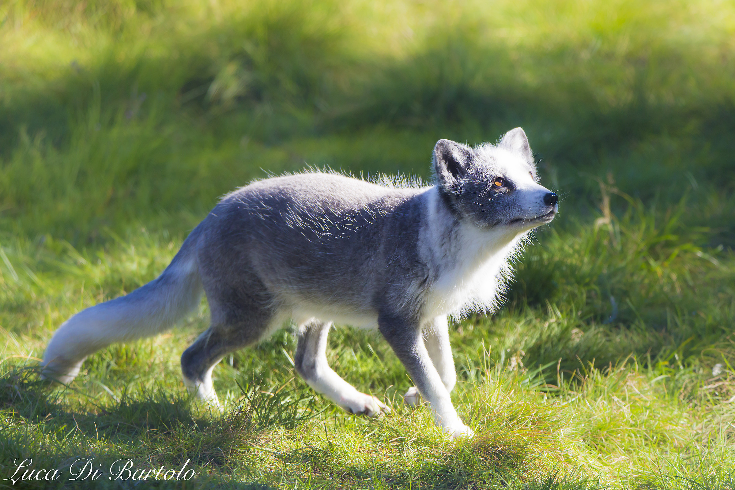 Arctic fox Arctic with Manto summer (Alopex lagopus)...