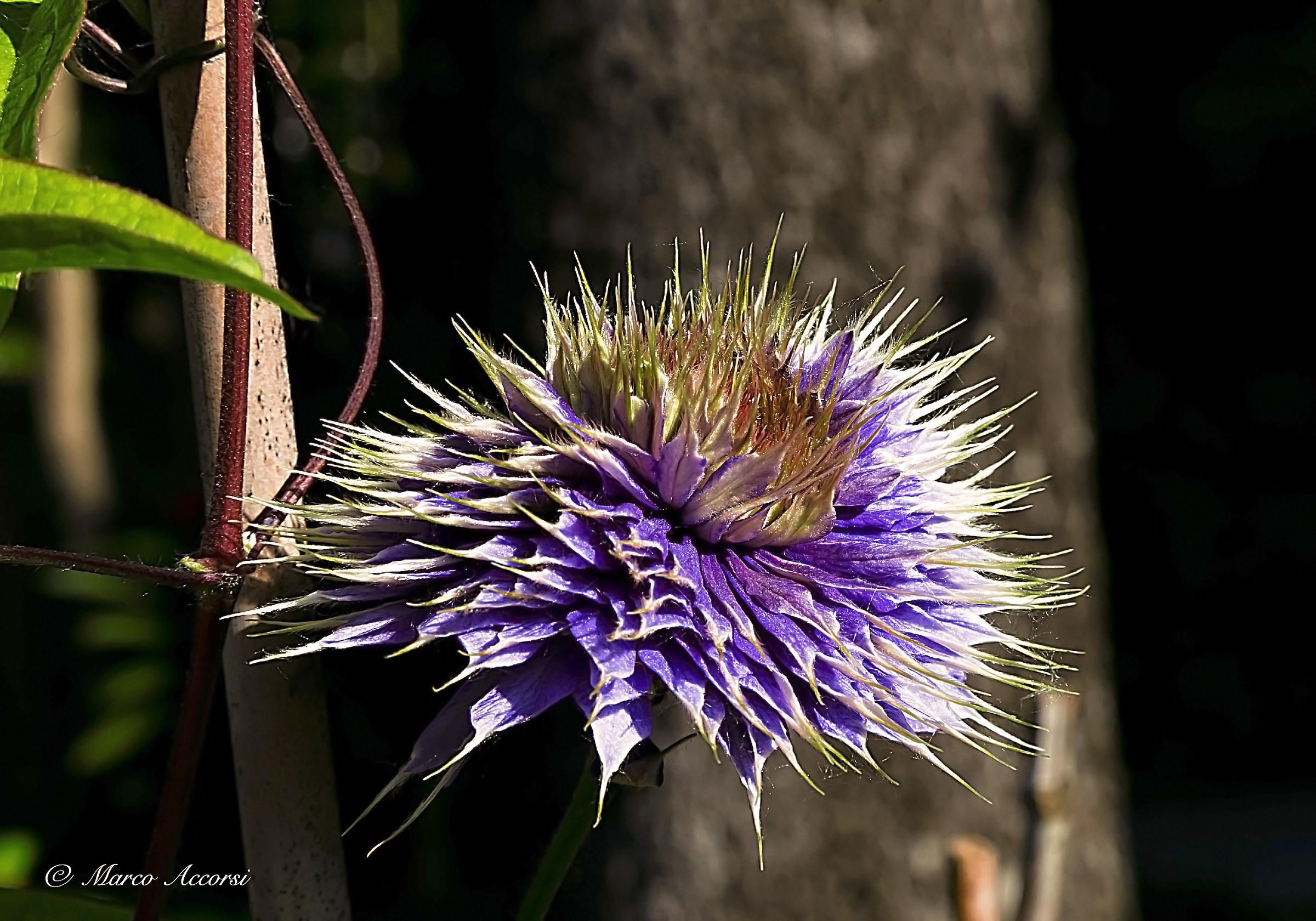 The Purple Flower...