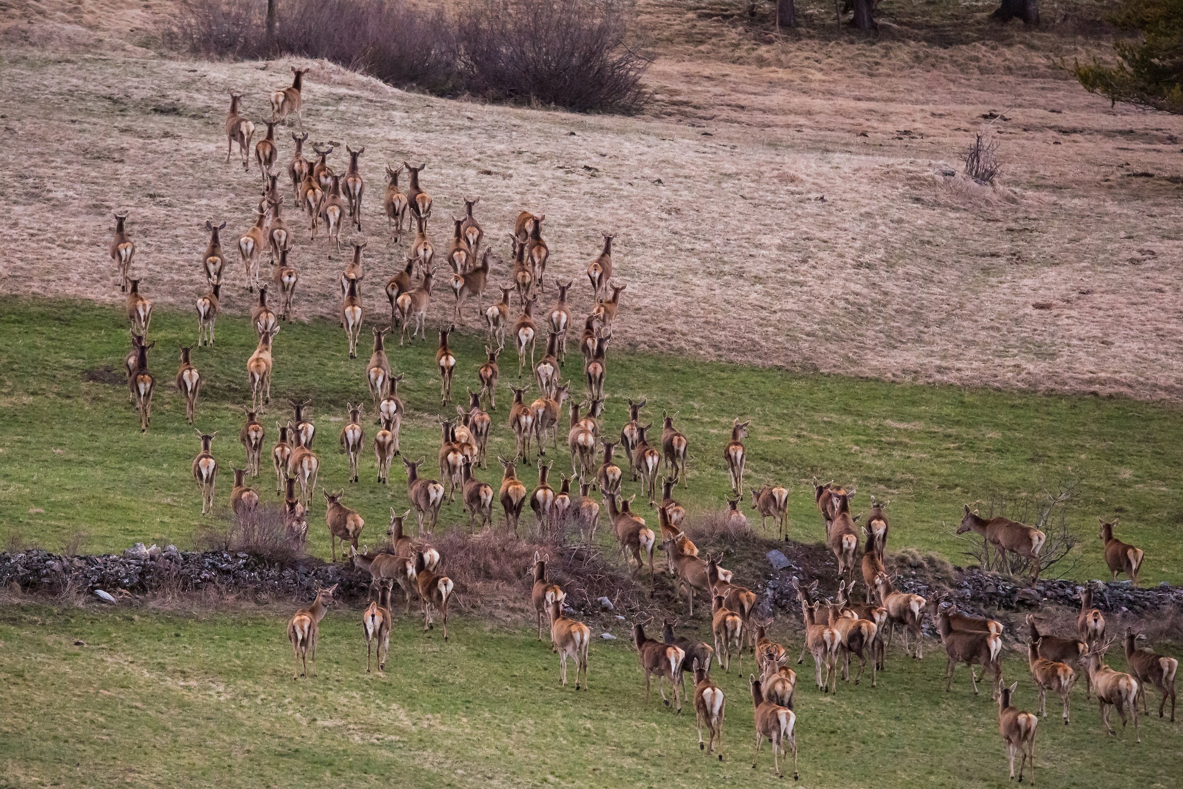 Deer grazing .........