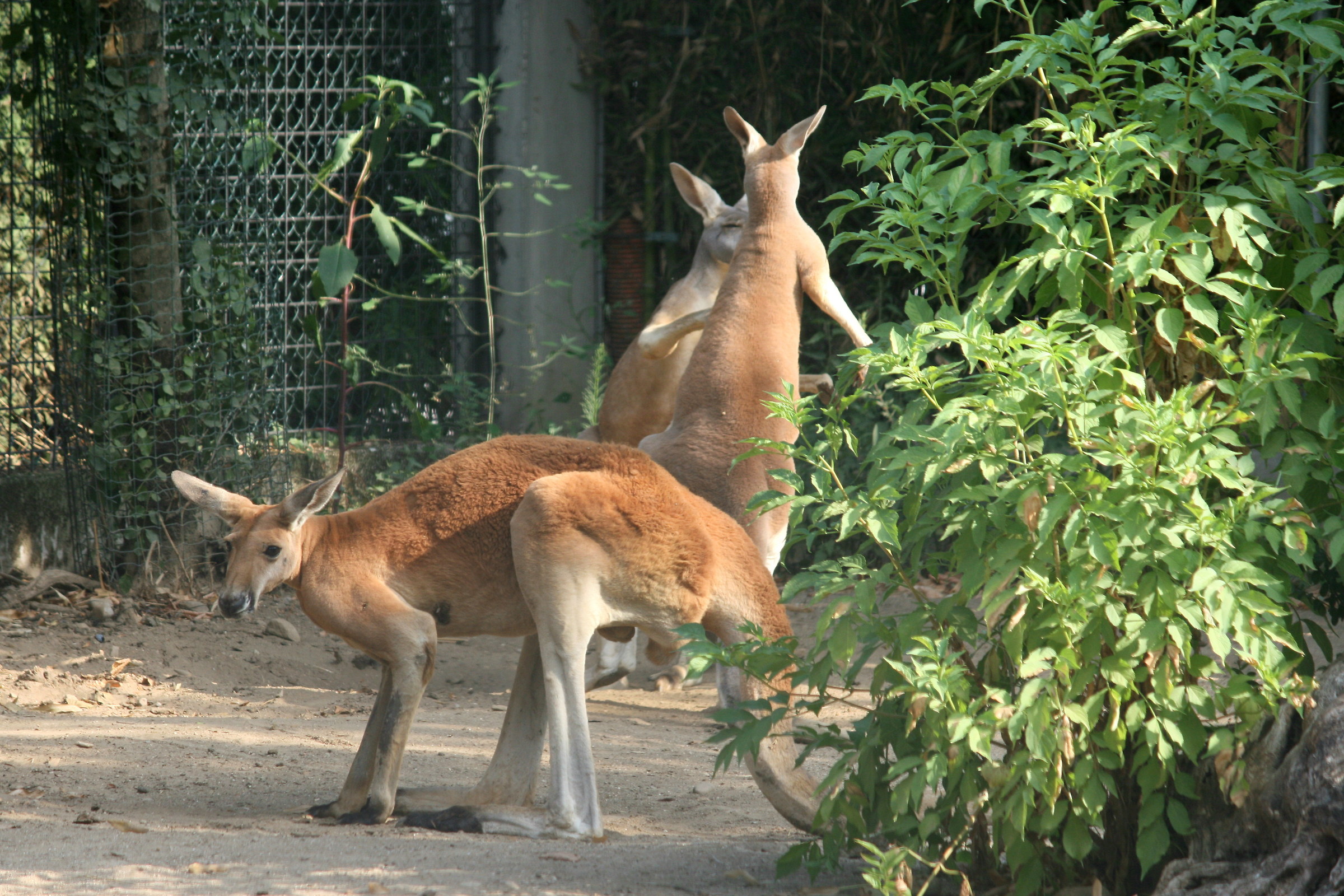 canguro rosso red kangaroo...