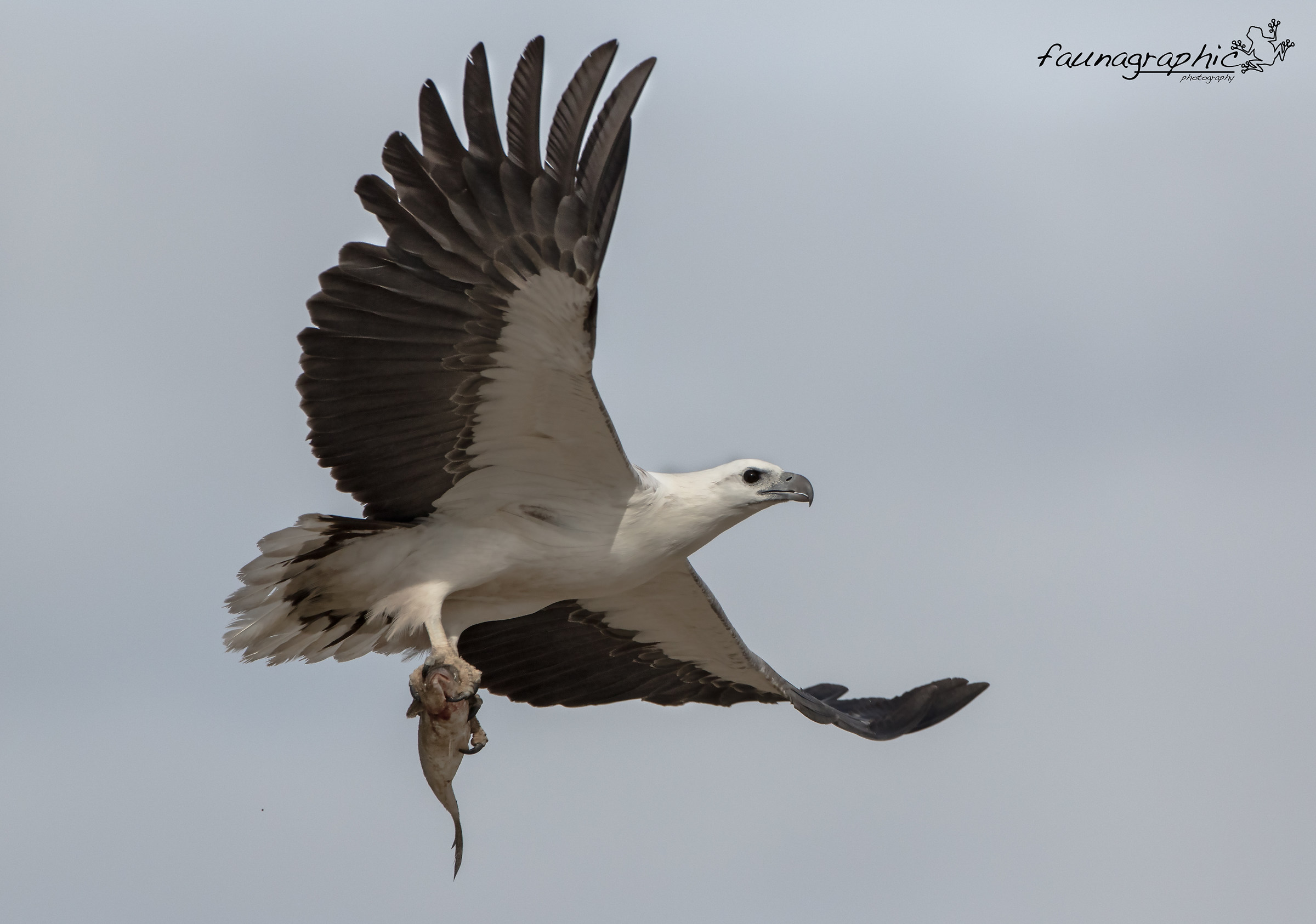 White Bellied Sea Eagle with fish...