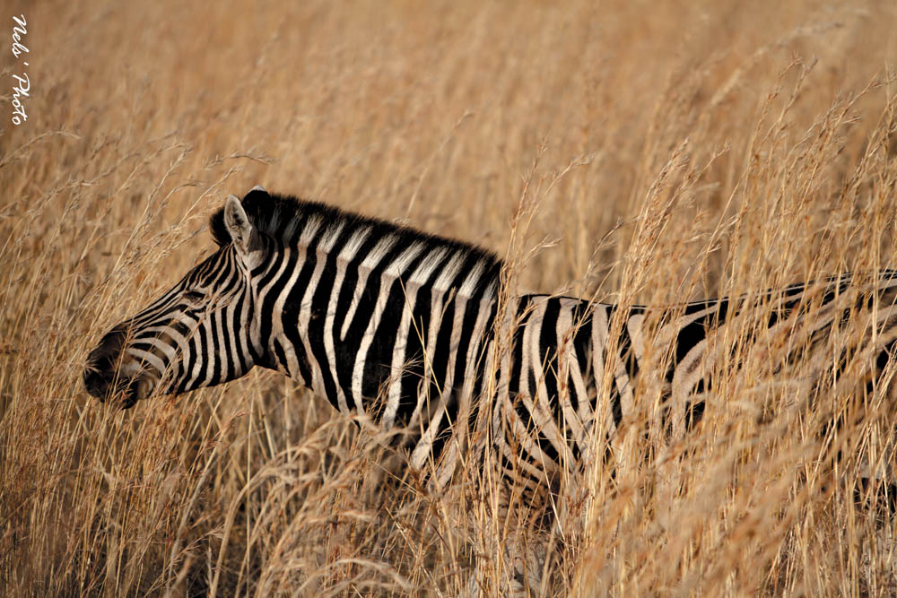 Zebra in the bush...