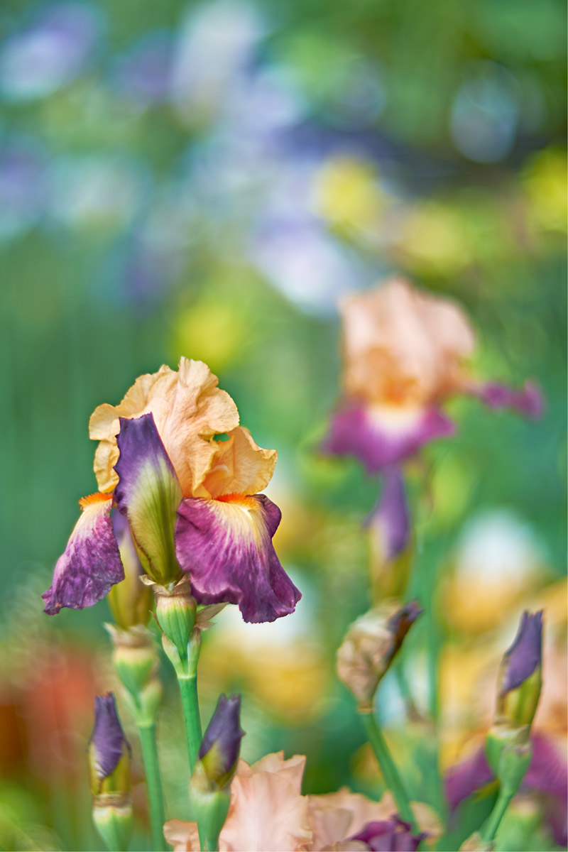 Iris Color...