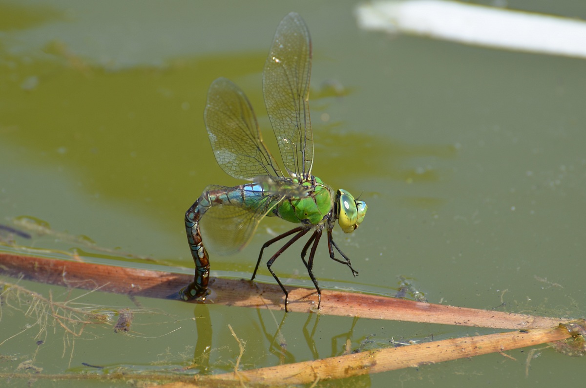 Emperor Dragonfly while laying...