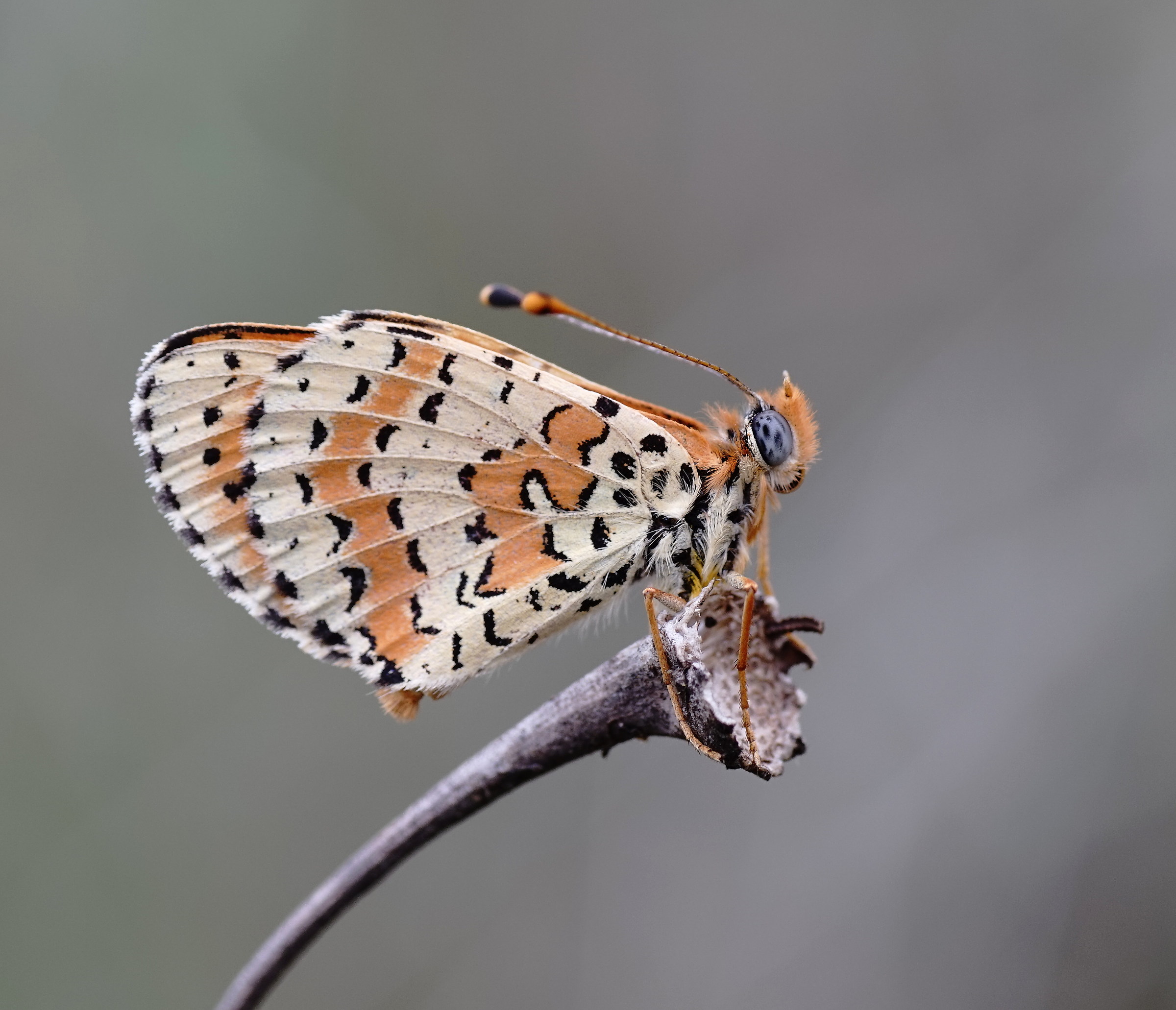 Melitaea phoebe?...
