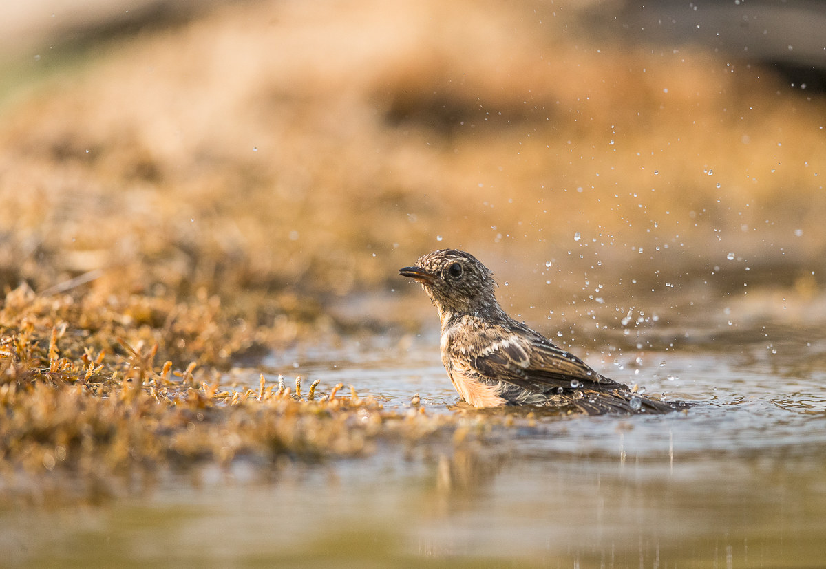 The bath of stonechat...
