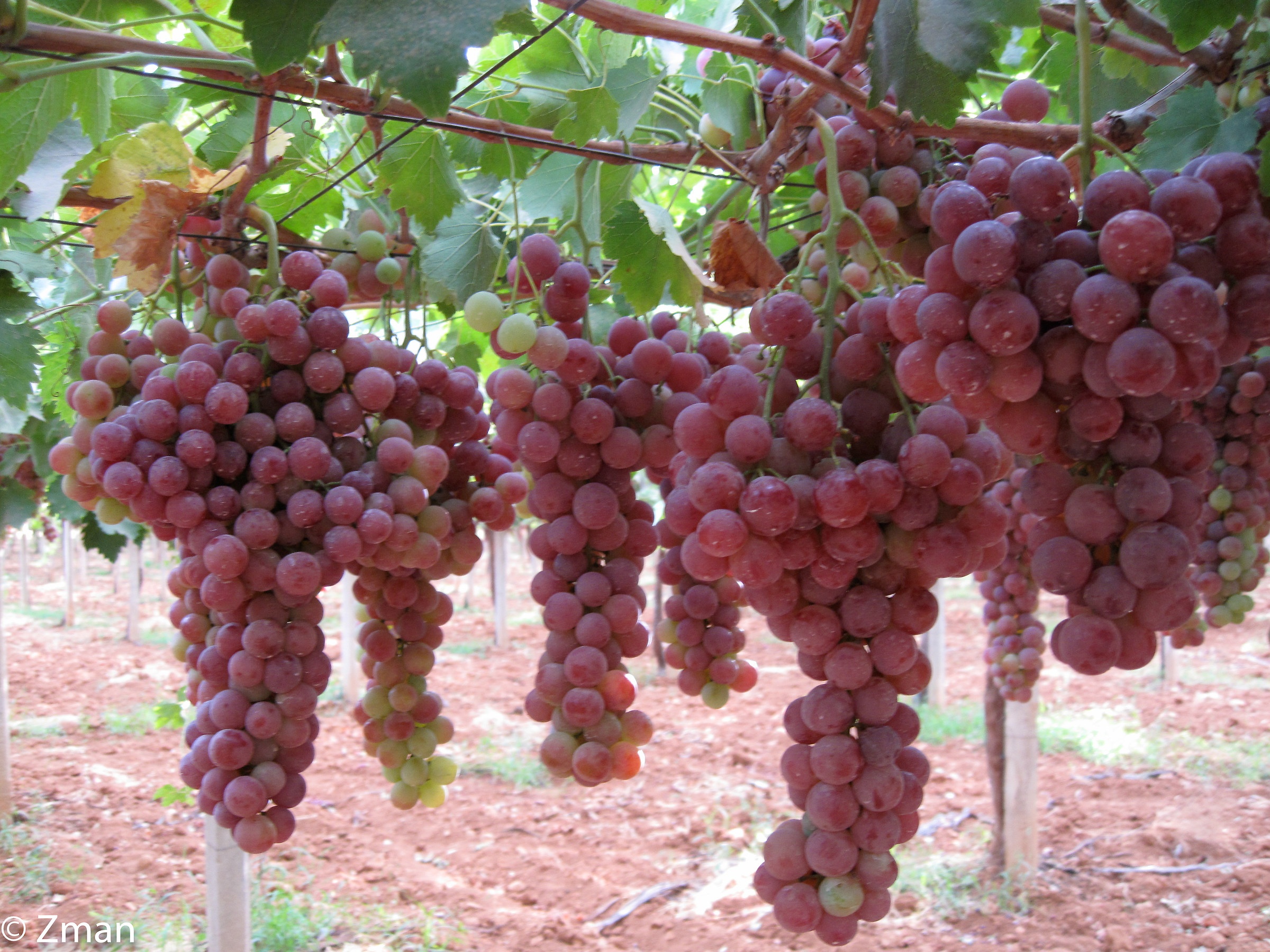 Red Grapes...