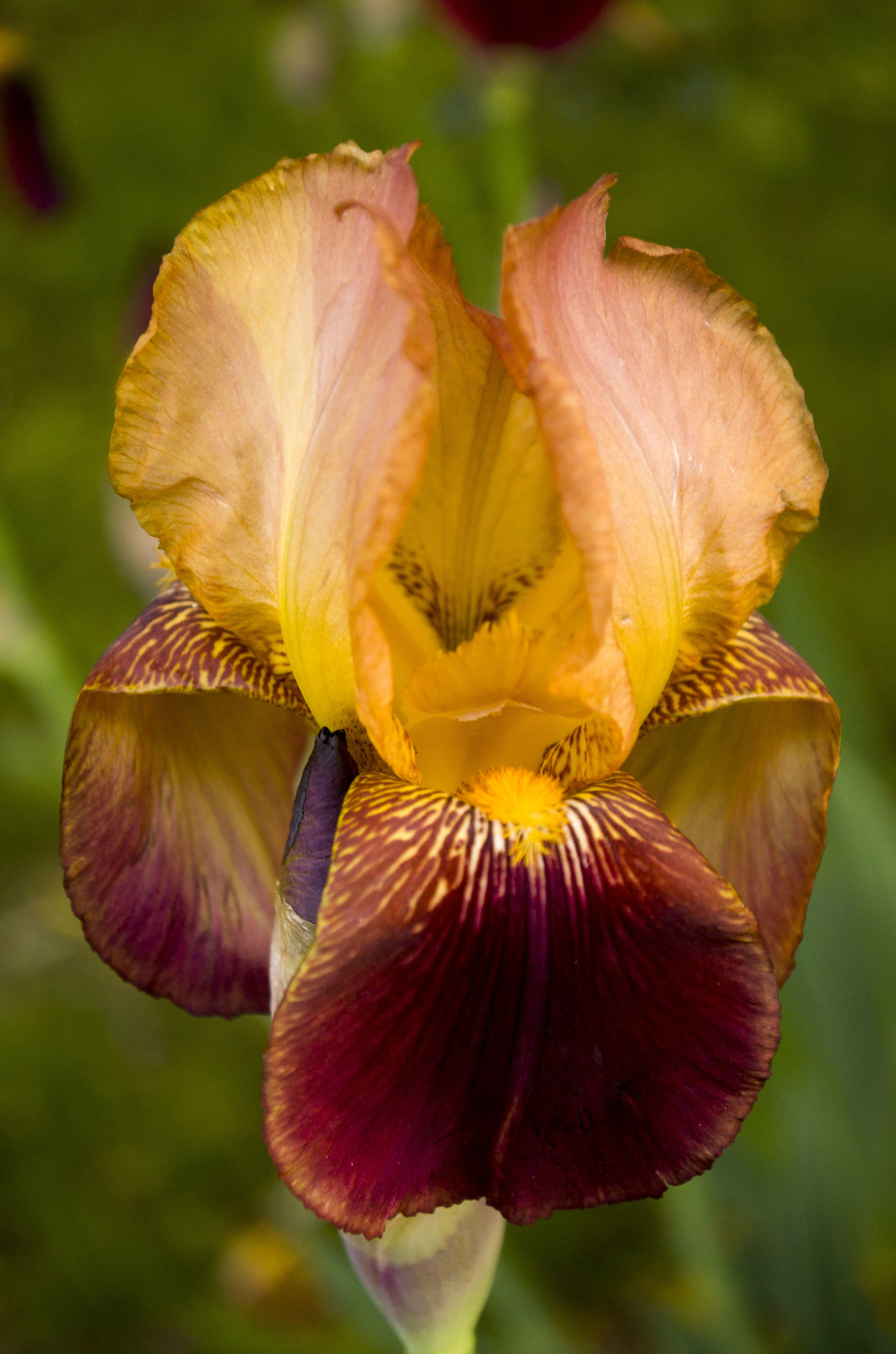 Iris...