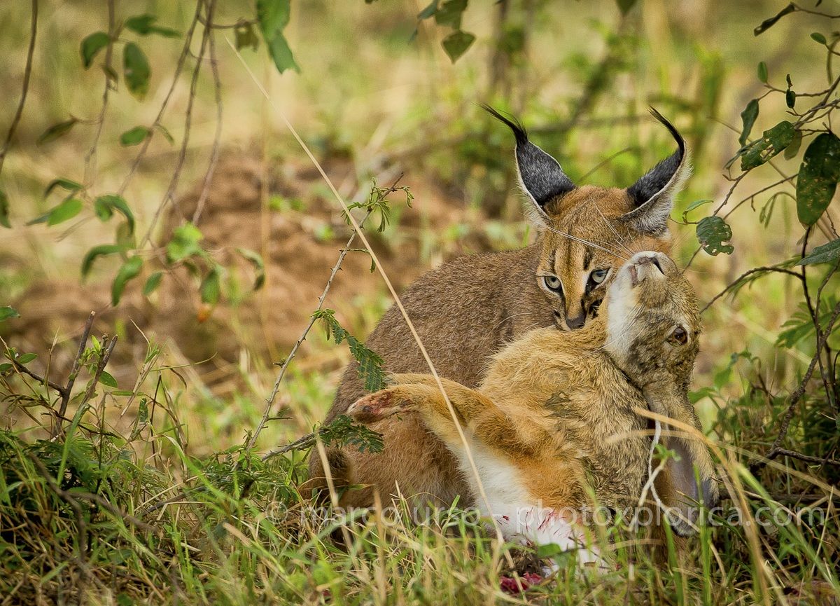Caracal with prey...