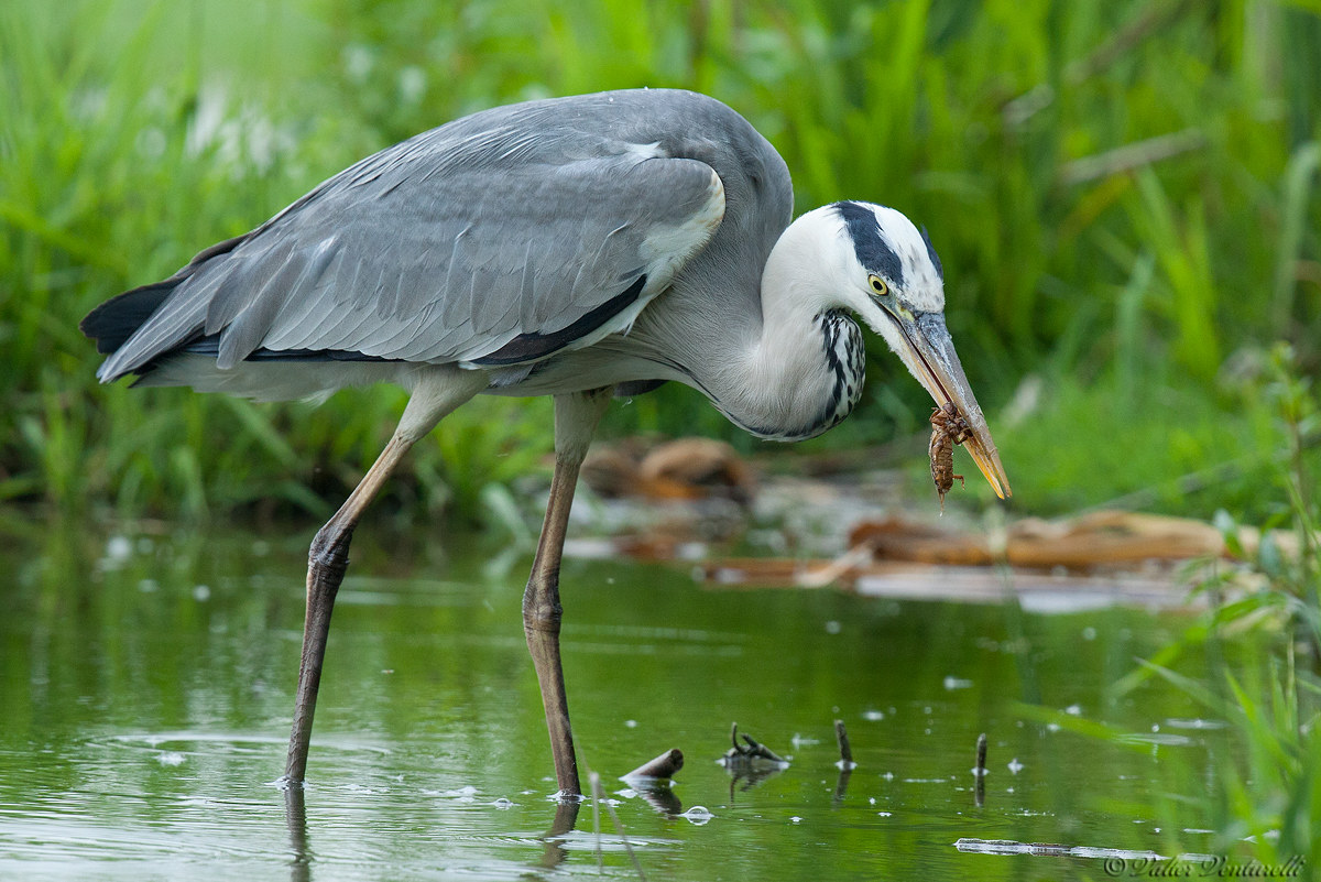 Heron dines with a mole cricket...