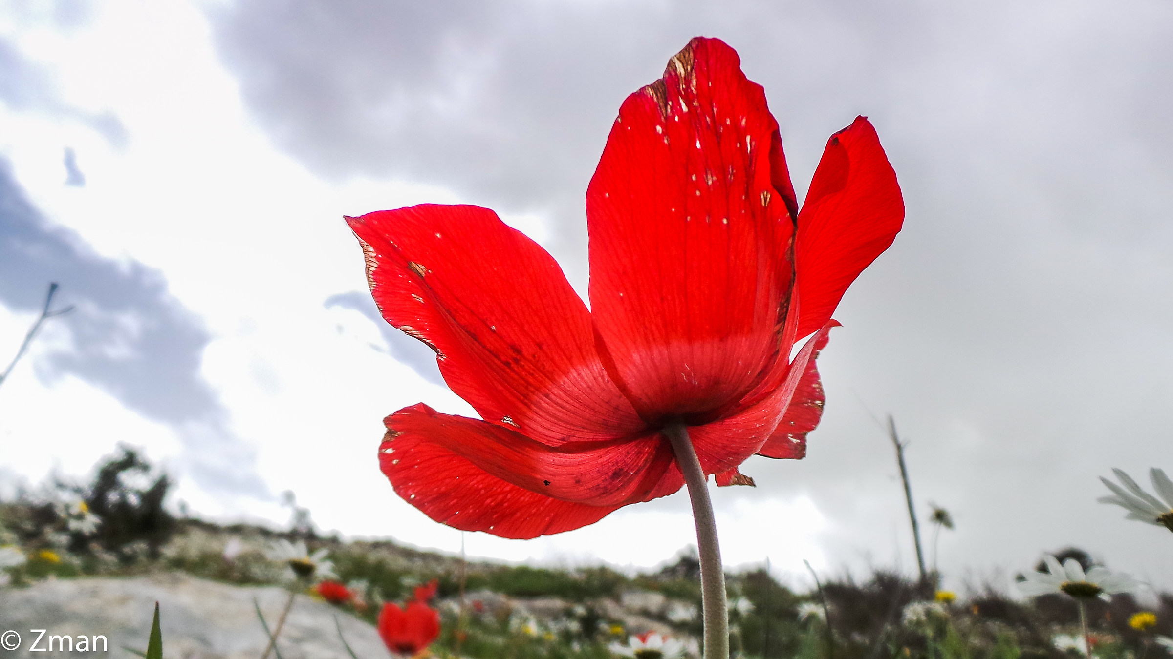 Red and Wild...