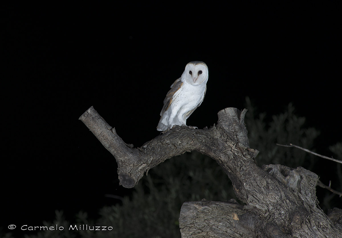 Barn Owl _ Barbagianni _...