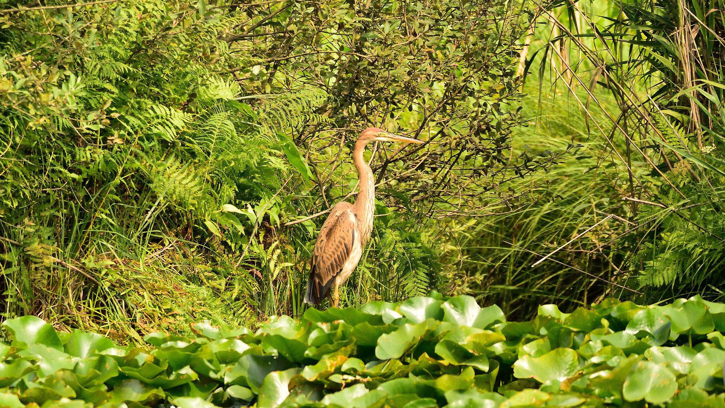 purple heron...