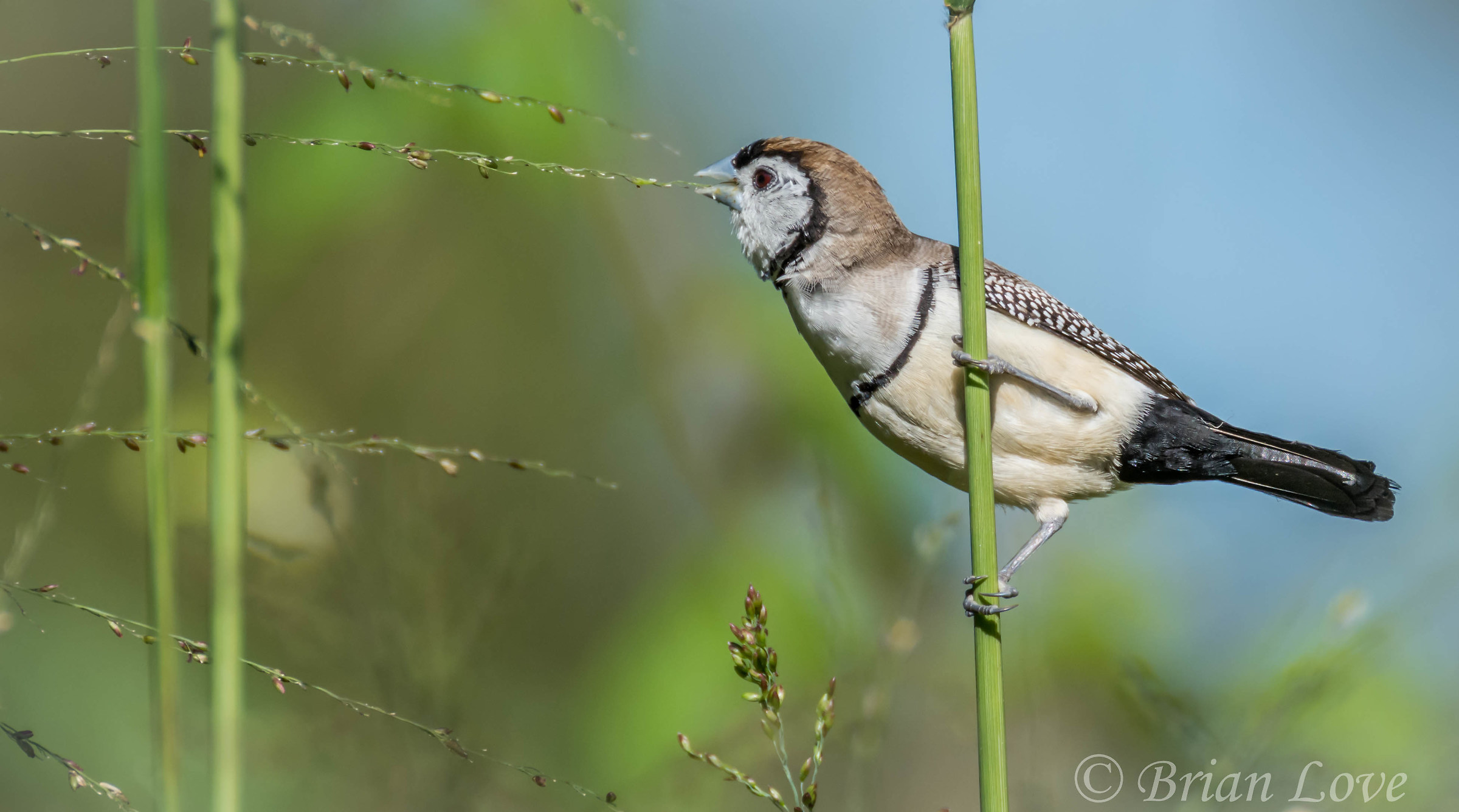 Double-barred Finch...