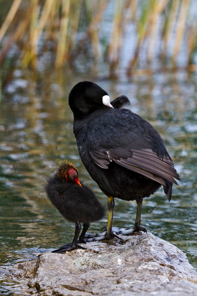 Coot with small...