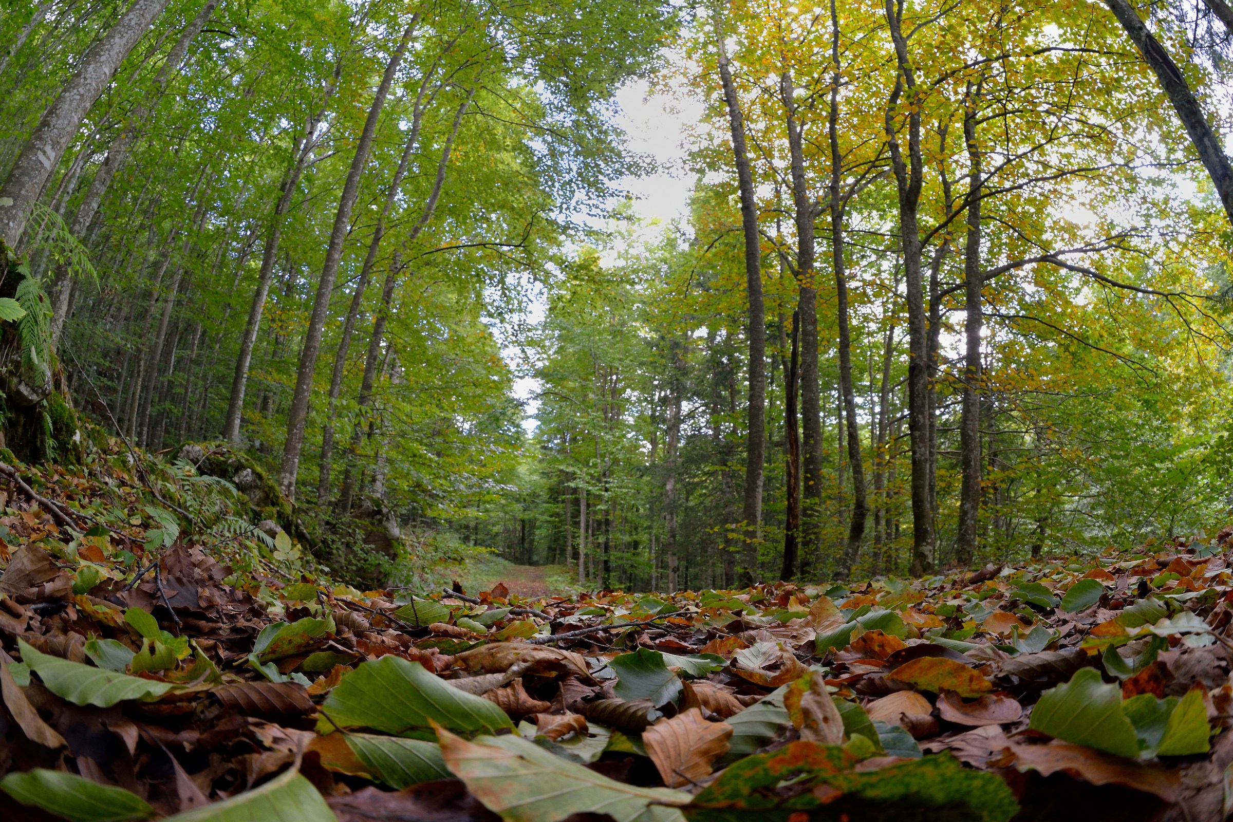 Walking in the woods akin summer ......