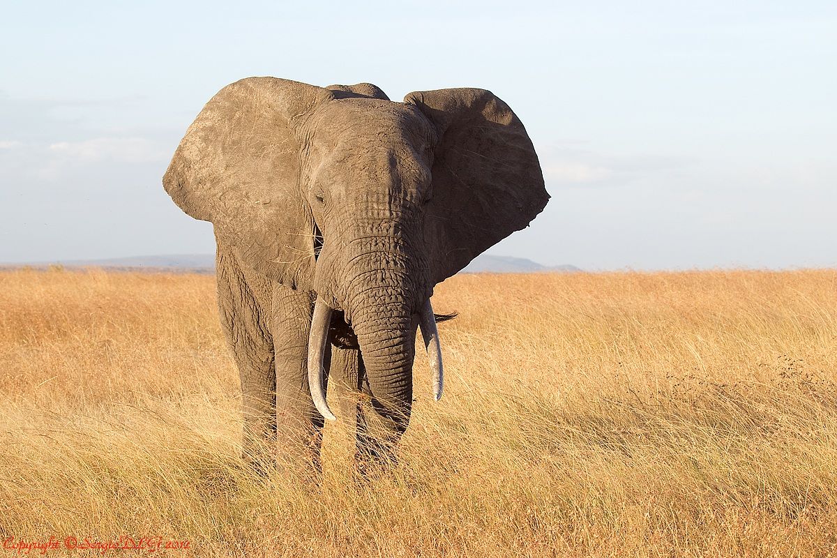 African Elephant...