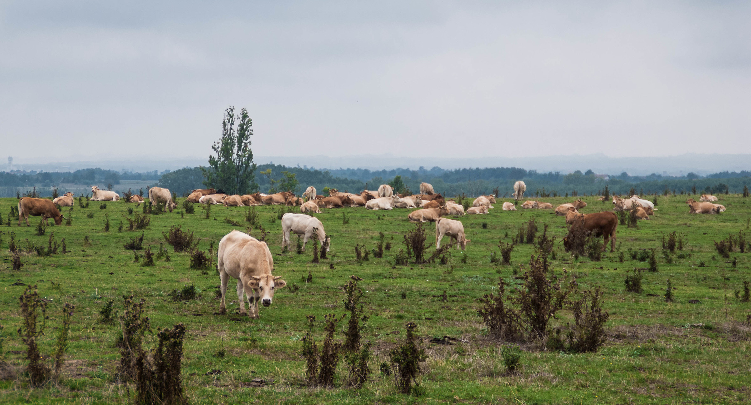 Cows 02...