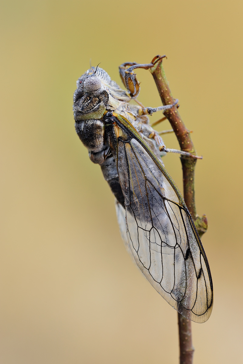 And the cicadas ......
