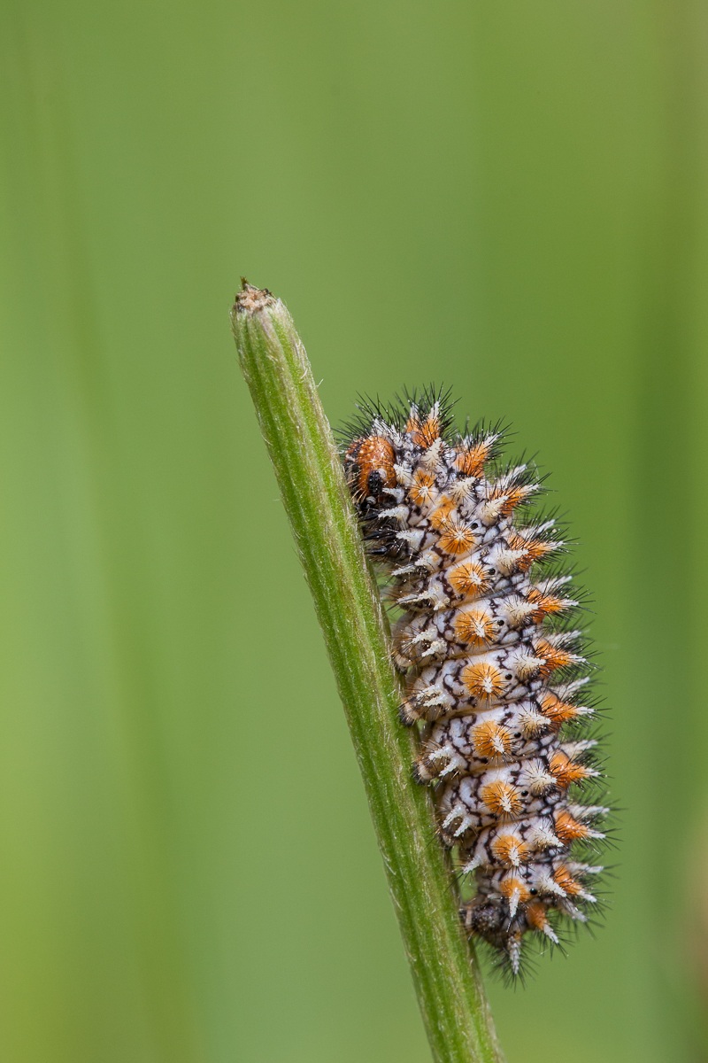 Bruco di melitaea didyma...