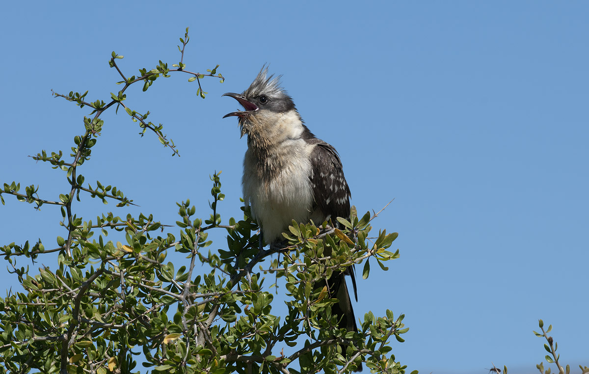 The song of the cuckoo-awkward-crested...