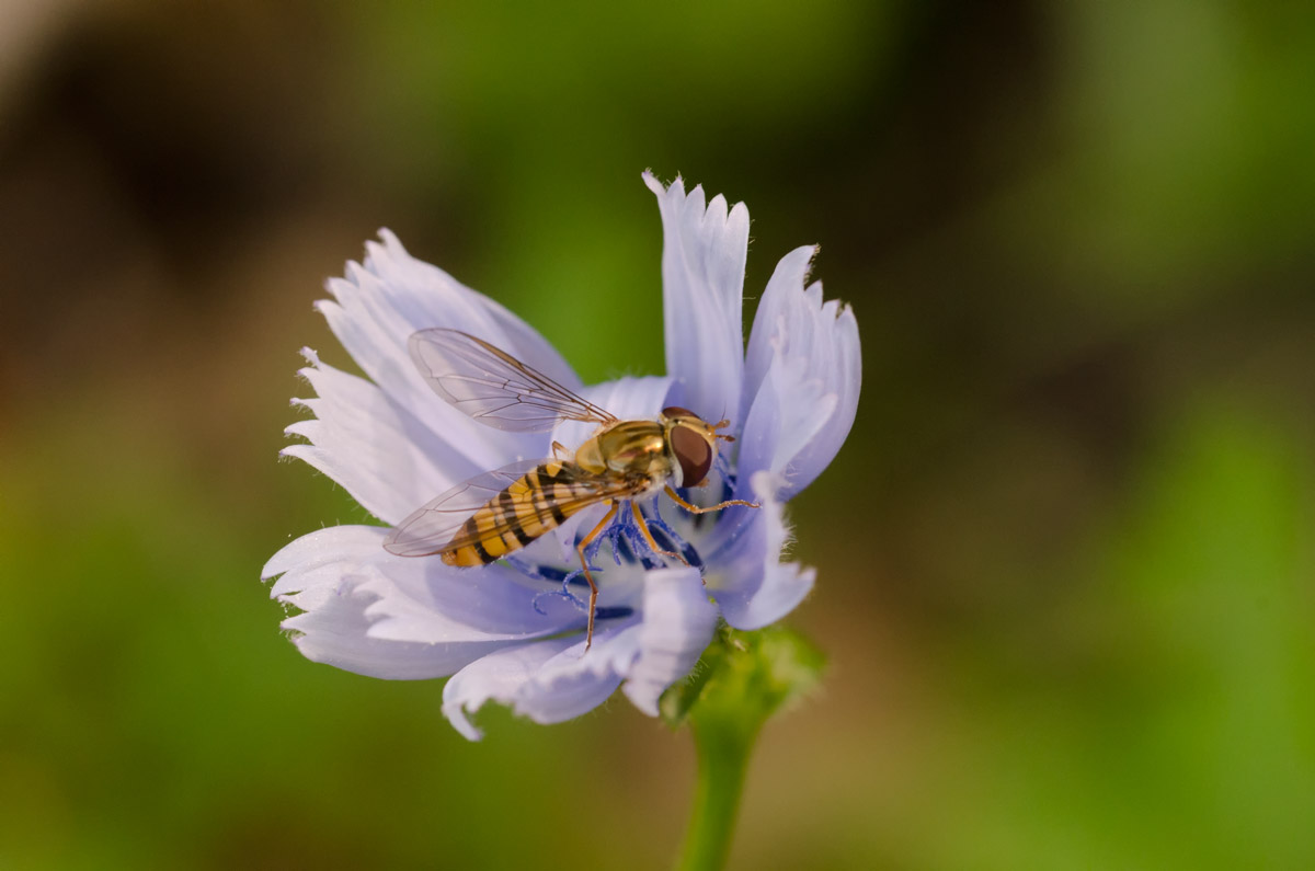 Bee In Flower...