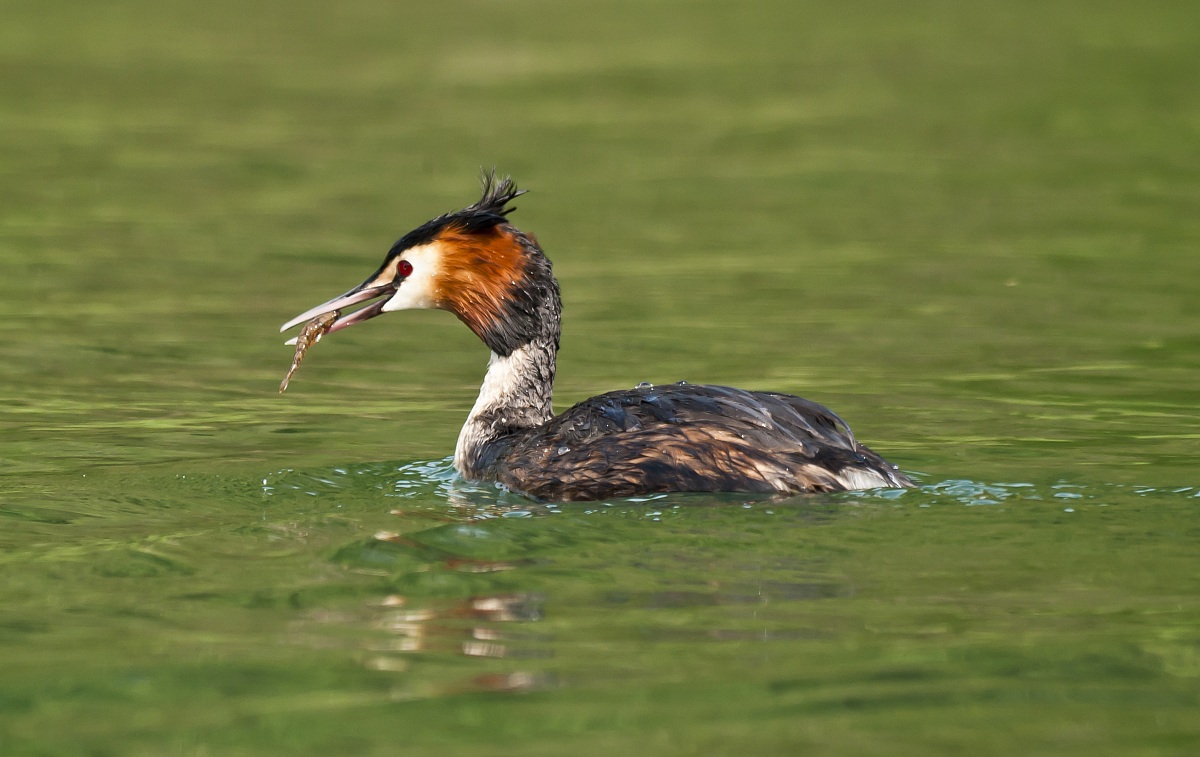 Great Crested Grebe with prey...
