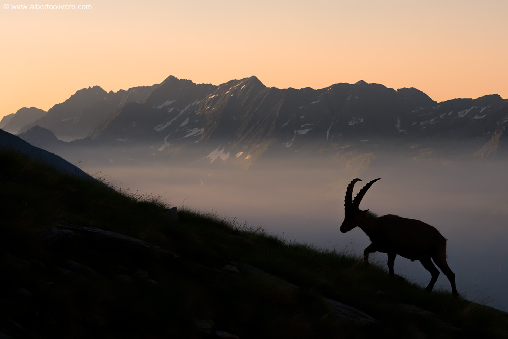 Alpine Ibex...