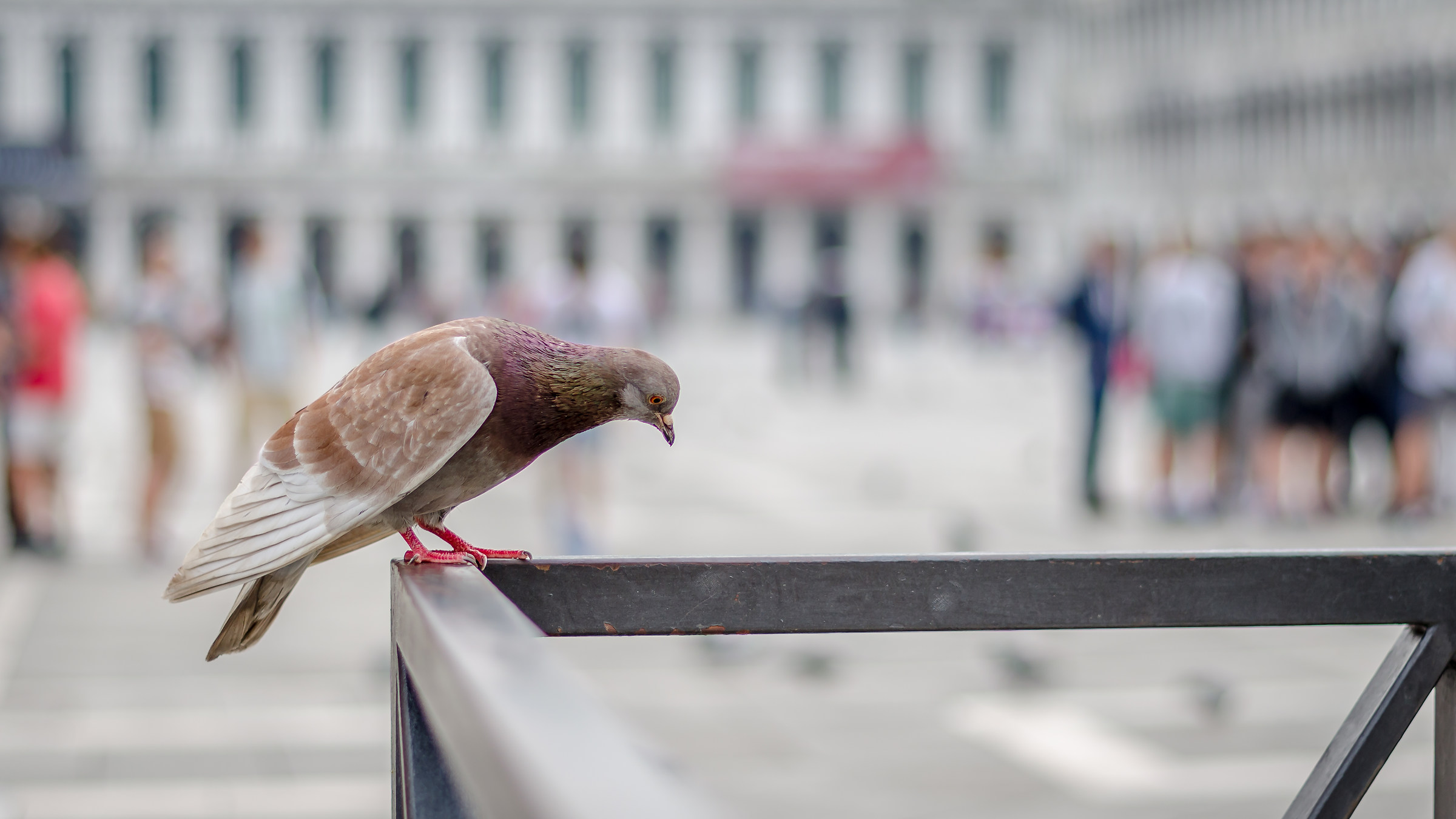 Lonely Pigeon at San Marco...